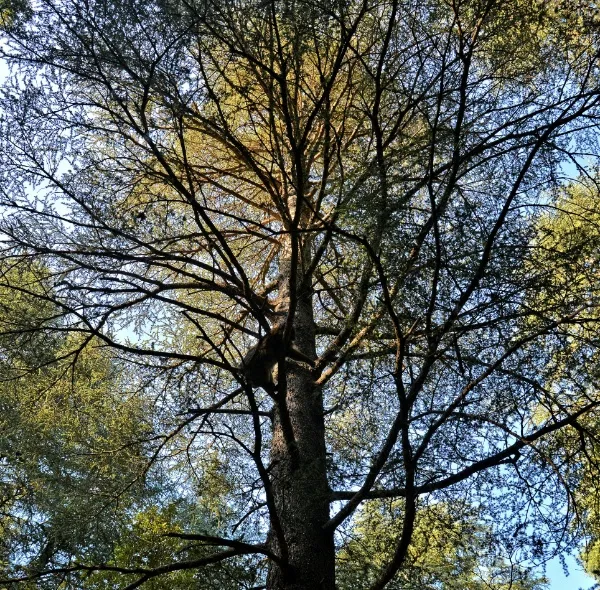 Ifrane Forest