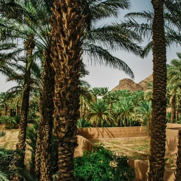 Zagora Palm Grove